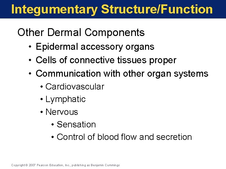 Integumentary Structure/Function Other Dermal Components • Epidermal accessory organs • Cells of connective tissues