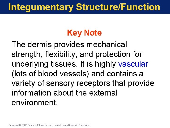 Integumentary Structure/Function Key Note The dermis provides mechanical strength, flexibility, and protection for underlying