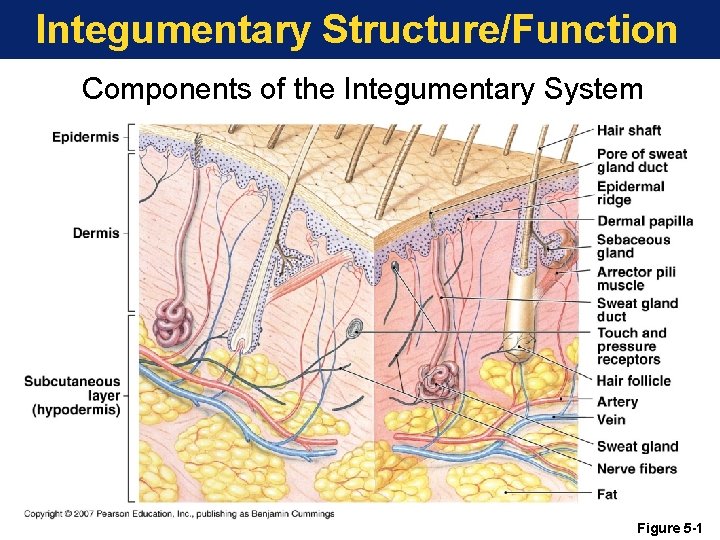 Integumentary Structure/Function Components of the Integumentary System Figure 5 -1 