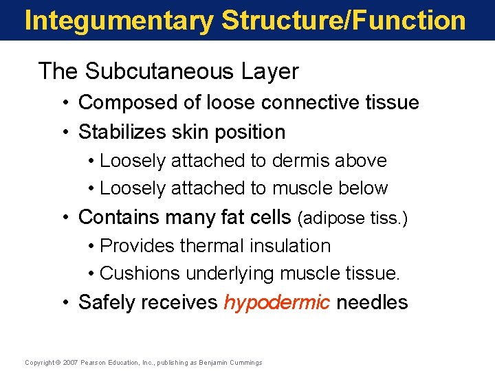 Integumentary Structure/Function The Subcutaneous Layer • Composed of loose connective tissue • Stabilizes skin