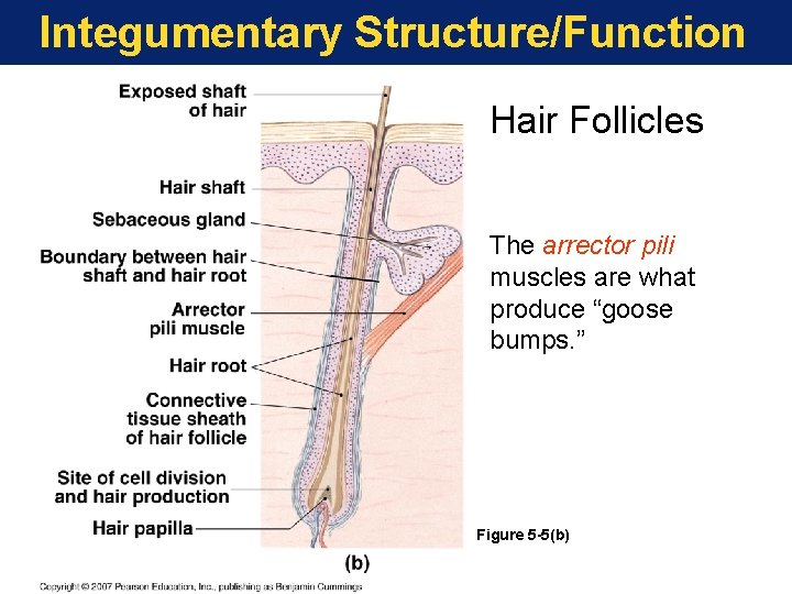 Integumentary Structure/Function Hair Follicles The arrector pili muscles are what produce “goose bumps. ”