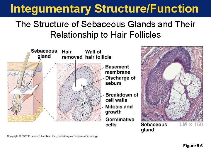 Integumentary Structure/Function The Structure of Sebaceous Glands and Their Relationship to Hair Follicles Figure