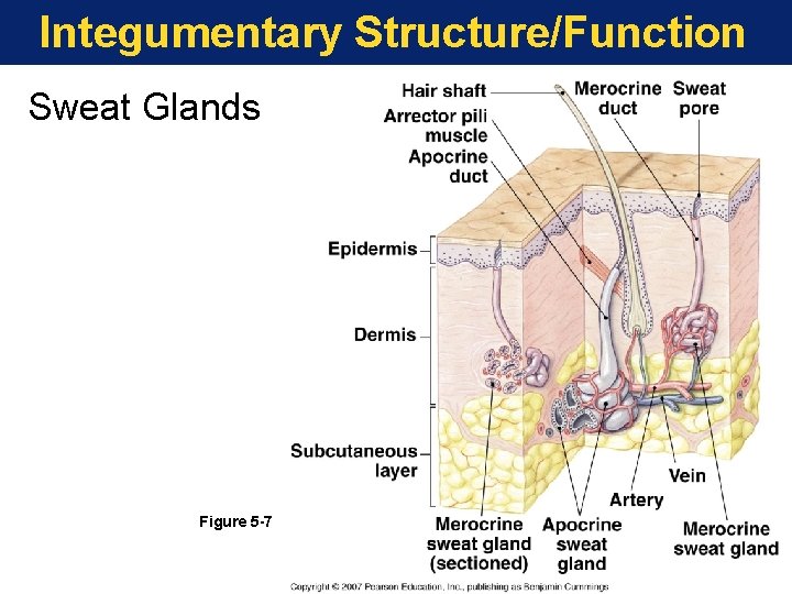 Integumentary Structure/Function Sweat Glands Figure 5 -7 
