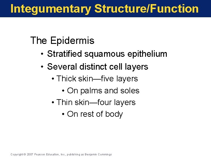 Integumentary Structure/Function The Epidermis • Stratified squamous epithelium • Several distinct cell layers •