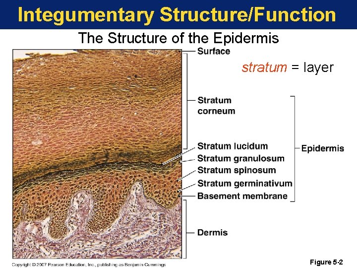 Integumentary Structure/Function The Structure of the Epidermis stratum = layer Figure 5 -2 