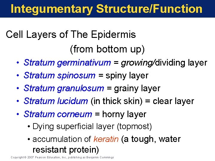 Integumentary Structure/Function Cell Layers of The Epidermis (from bottom up) • • • Stratum