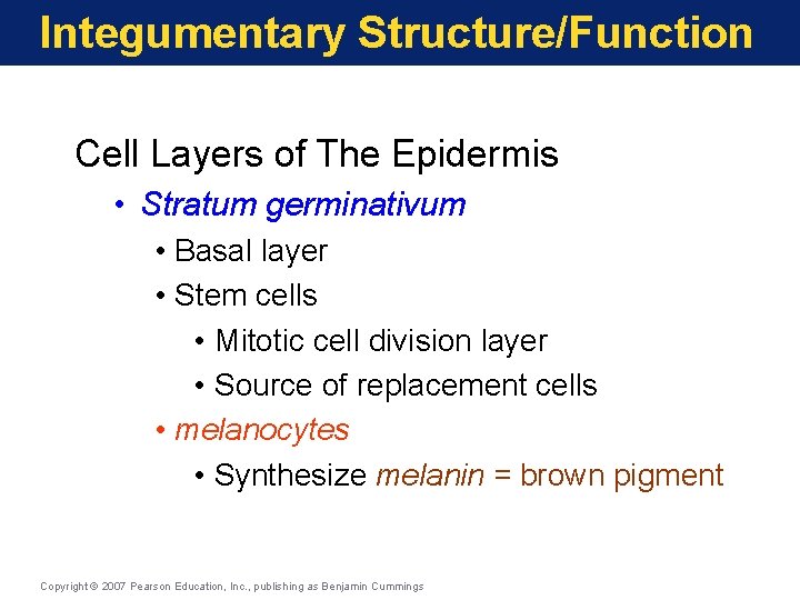 Integumentary Structure/Function Cell Layers of The Epidermis • Stratum germinativum • Basal layer •