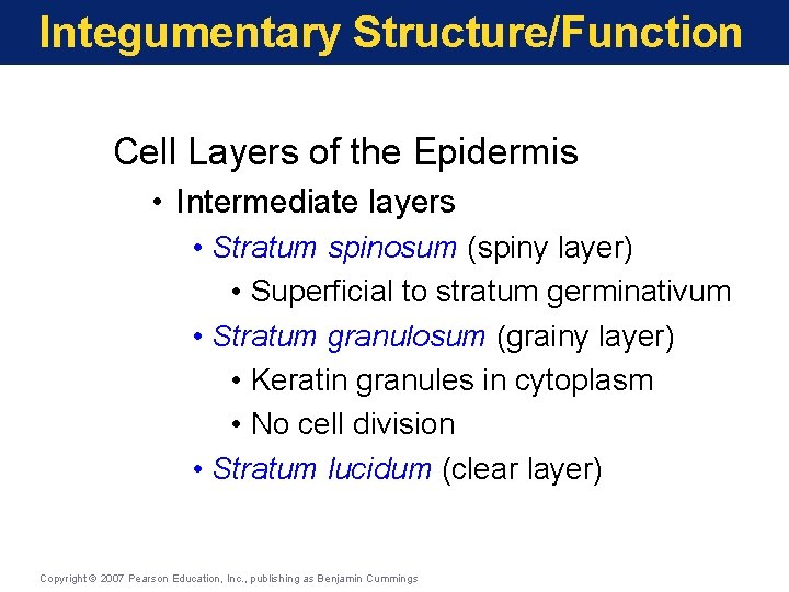 Integumentary Structure/Function Cell Layers of the Epidermis • Intermediate layers • Stratum spinosum (spiny
