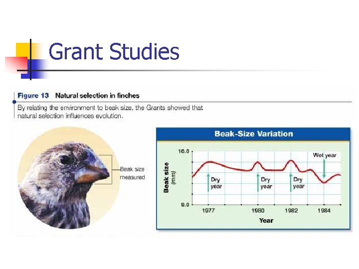 Grant Studies Grant Studies