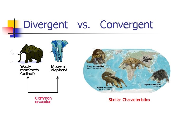 Divergent vs. Convergent Similar Characteristics Divergent vs. Convergent Similar Characteristics