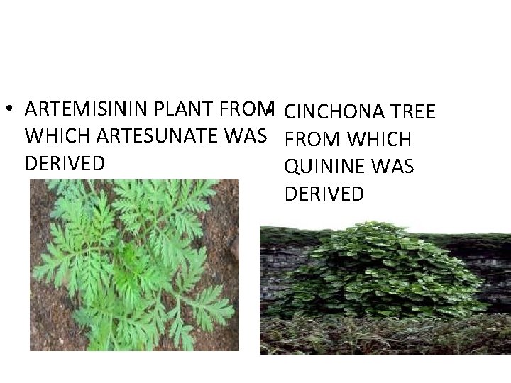  • ARTEMISININ PLANT FROM • CINCHONA TREE WHICH ARTESUNATE WAS FROM WHICH DERIVED