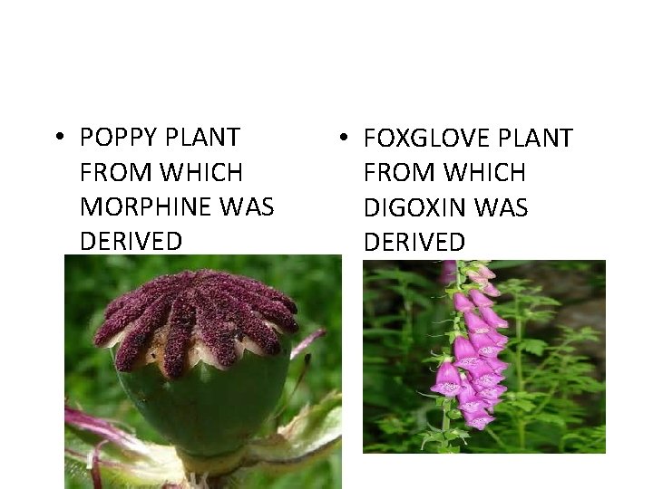  • POPPY PLANT FROM WHICH MORPHINE WAS DERIVED • FOXGLOVE PLANT FROM WHICH