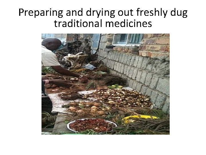 Preparing and drying out freshly dug traditional medicines 