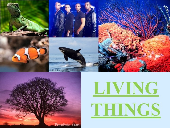 LIVING THINGS 