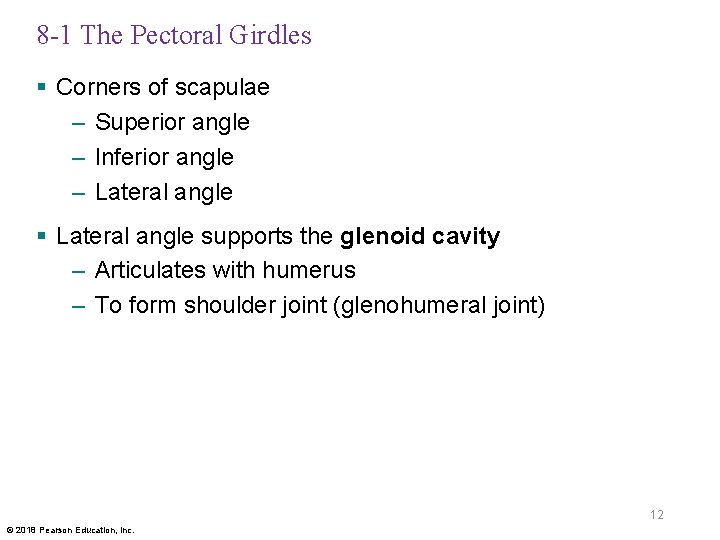 8 -1 The Pectoral Girdles § Corners of scapulae – Superior angle – Inferior