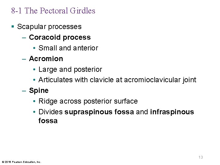 8 -1 The Pectoral Girdles § Scapular processes – Coracoid process • Small and