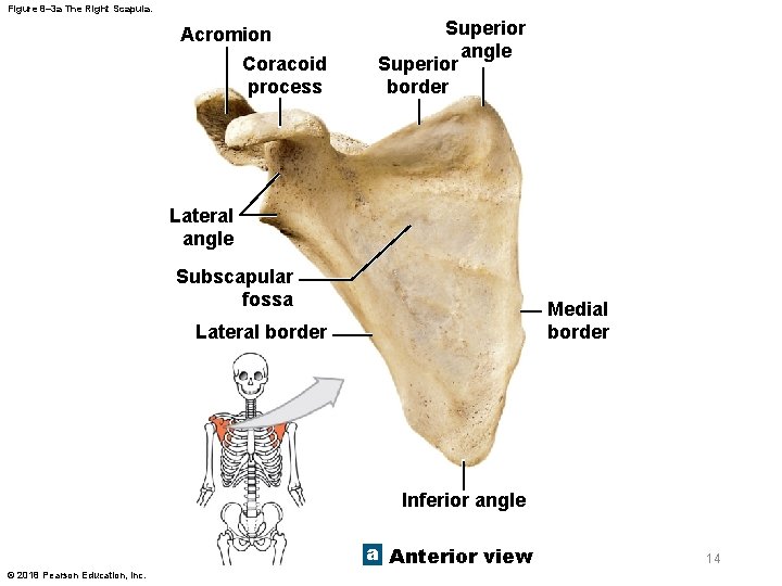 Figure 8– 3 a The Right Scapula. Acromion Coracoid process Superior angle Superior border