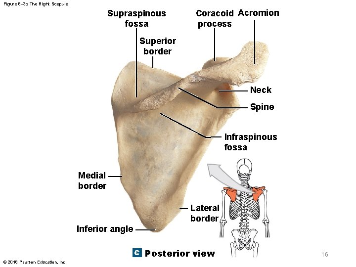 Figure 8– 3 c The Right Scapula. Supraspinous fossa Coracoid Acromion process Superior border