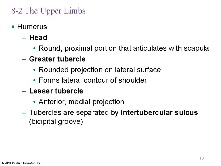 8 -2 The Upper Limbs § Humerus – Head • Round, proximal portion that