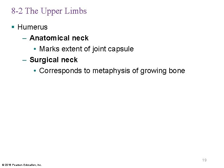 8 -2 The Upper Limbs § Humerus – Anatomical neck • Marks extent of