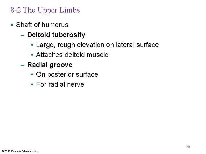 8 -2 The Upper Limbs § Shaft of humerus – Deltoid tuberosity • Large,