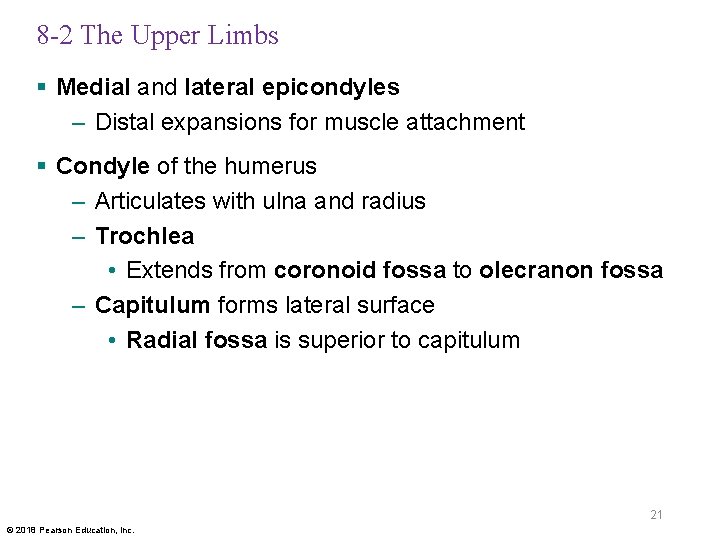 8 -2 The Upper Limbs § Medial and lateral epicondyles – Distal expansions for