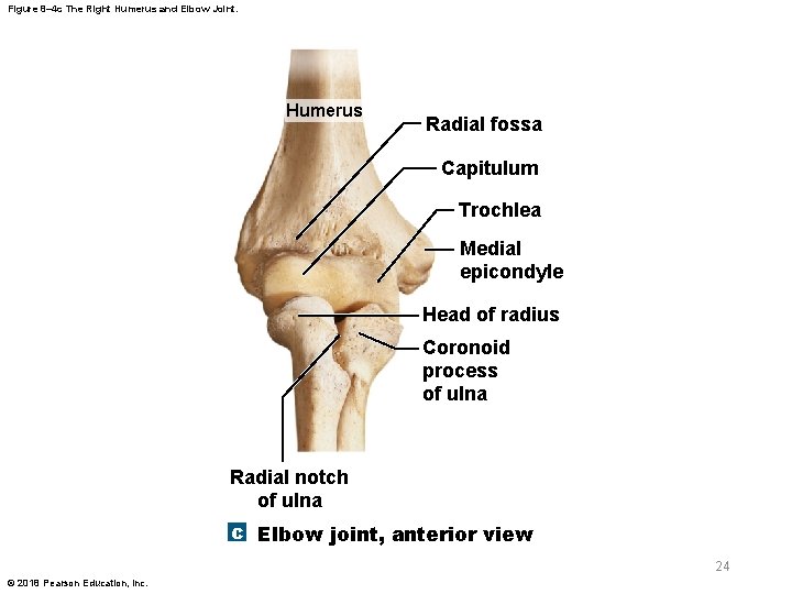 Figure 8– 4 c The Right Humerus and Elbow Joint. Humerus Radial fossa Capitulum
