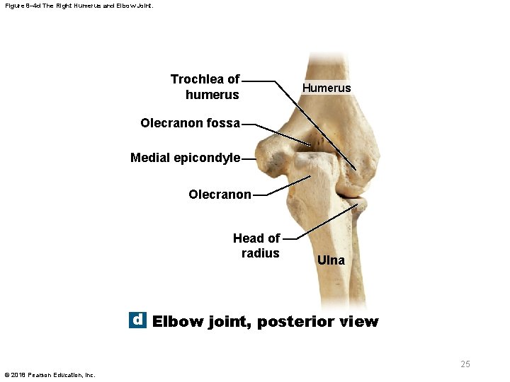 Figure 8– 4 d The Right Humerus and Elbow Joint. Trochlea of humerus Humerus