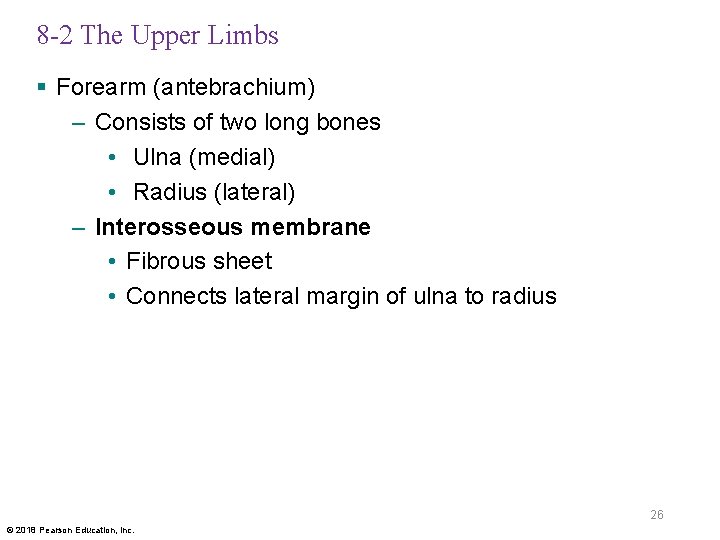 8 -2 The Upper Limbs § Forearm (antebrachium) – Consists of two long bones
