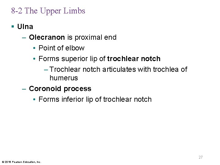 8 -2 The Upper Limbs § Ulna – Olecranon is proximal end • Point