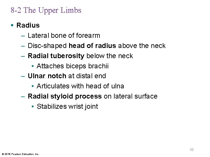 8 -2 The Upper Limbs § Radius – Lateral bone of forearm – Disc-shaped