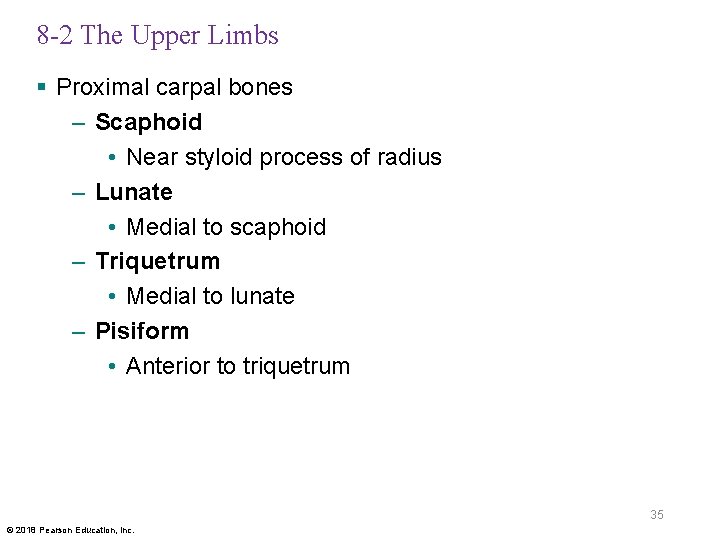 8 -2 The Upper Limbs § Proximal carpal bones – Scaphoid • Near styloid