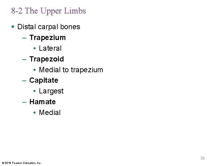 8 -2 The Upper Limbs § Distal carpal bones – Trapezium • Lateral –