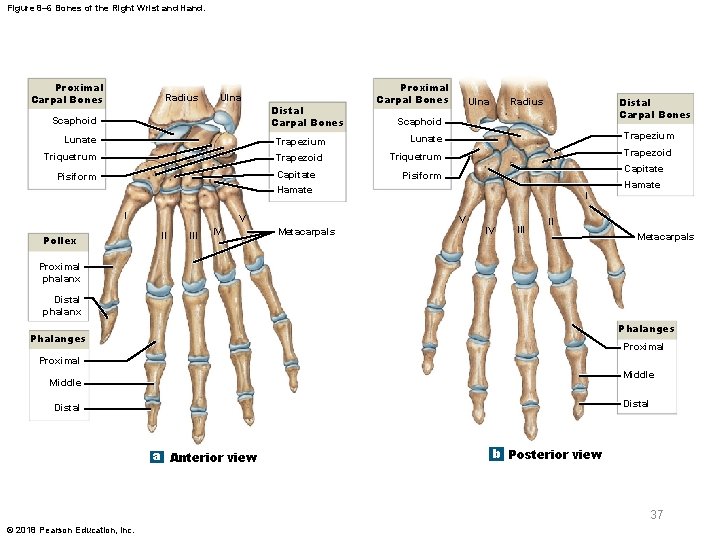 Figure 8– 6 Bones of the Right Wrist and Hand. Proximal Carpal Bones Radius