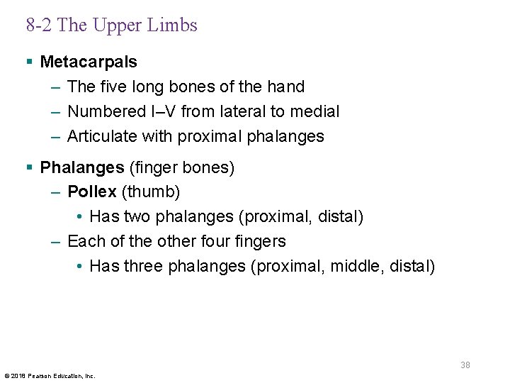 8 -2 The Upper Limbs § Metacarpals – The five long bones of the