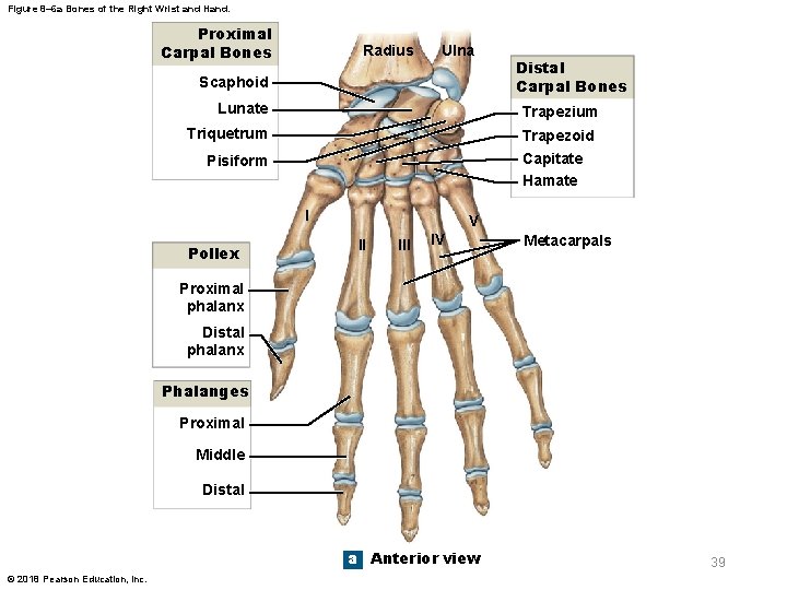 Figure 8– 6 a Bones of the Right Wrist and Hand. Proximal Carpal Bones