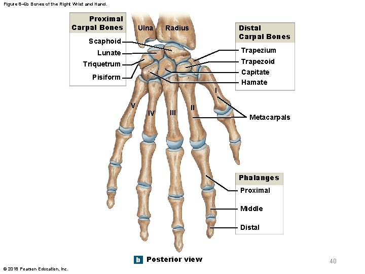 Figure 8– 6 b Bones of the Right Wrist and Hand. Proximal Carpal Bones