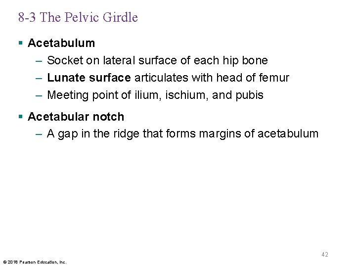 8 -3 The Pelvic Girdle § Acetabulum – Socket on lateral surface of each