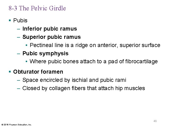 8 -3 The Pelvic Girdle § Pubis – Inferior pubic ramus – Superior pubic