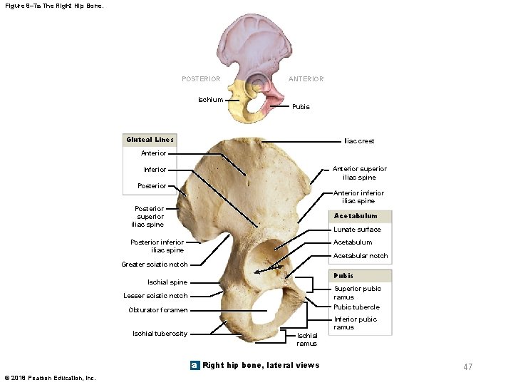 Figure 8– 7 a The Right Hip Bone. POSTERIOR Ischium ANTERIOR Pubis Gluteal Lines