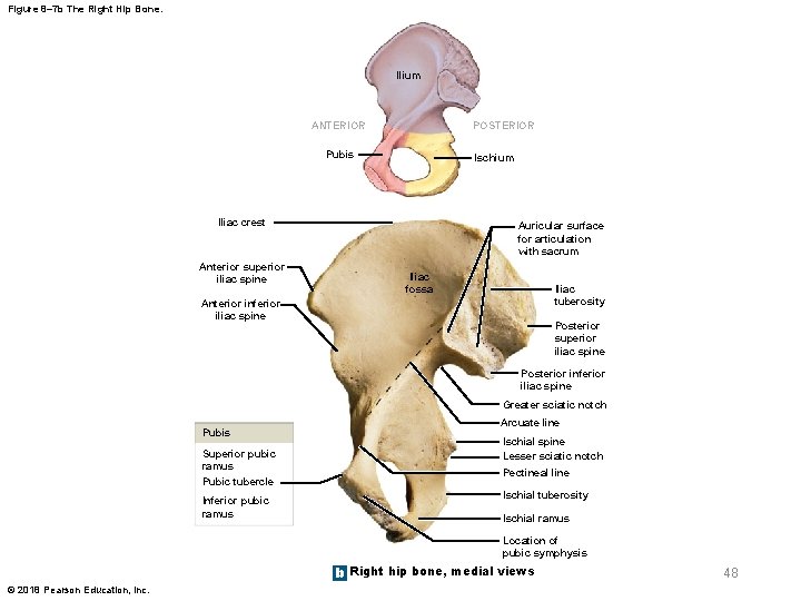 Figure 8– 7 b The Right Hip Bone. Ilium ANTERIOR POSTERIOR Pubis Ischium Iliac