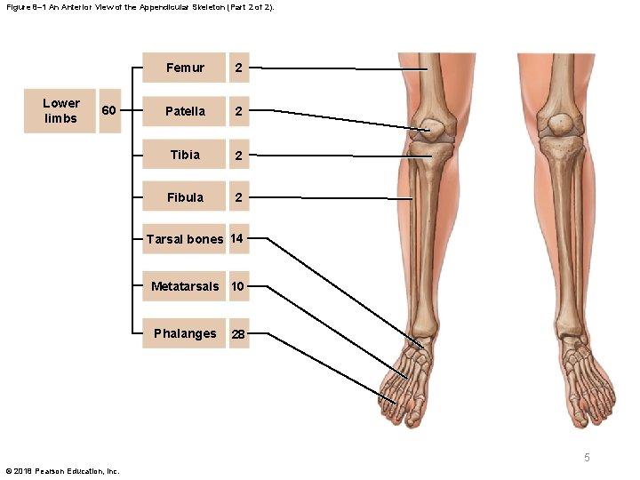 Figure 8– 1 An Anterior View of the Appendicular Skeleton (Part 2 of 2).