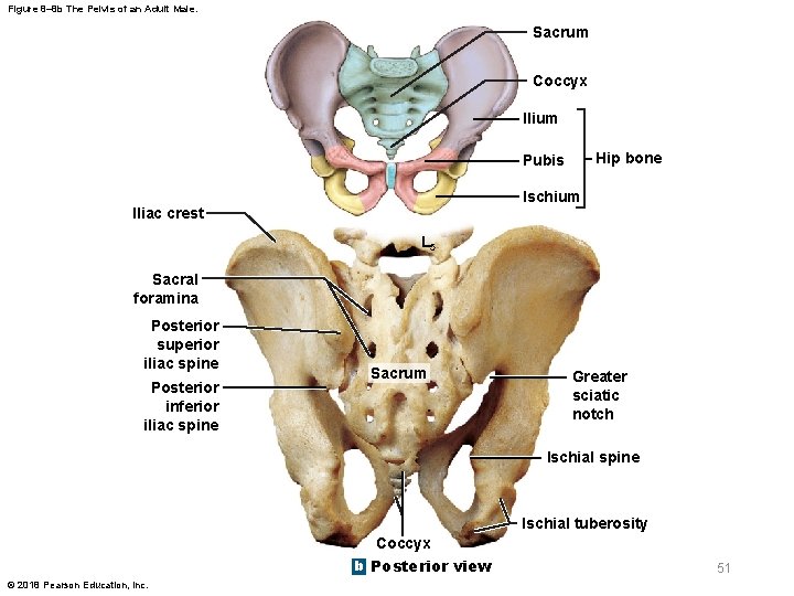 Figure 8– 8 b The Pelvis of an Adult Male. Sacrum Coccyx Ilium Hip