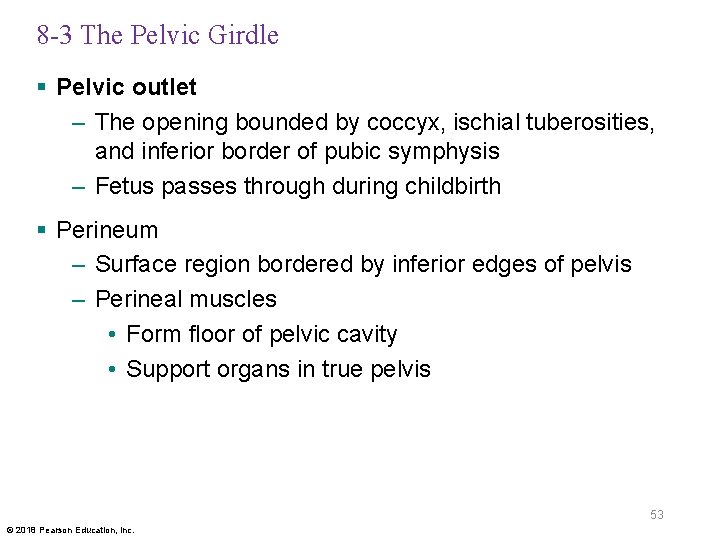 8 -3 The Pelvic Girdle § Pelvic outlet – The opening bounded by coccyx,