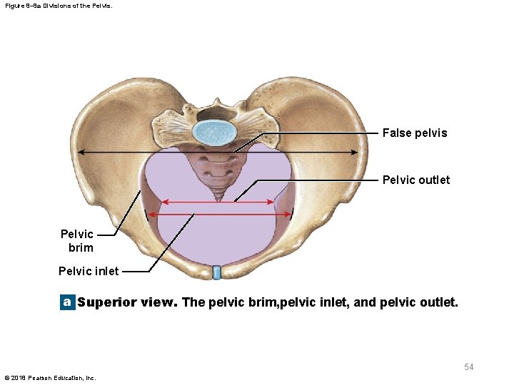 Figure 8– 9 a Divisions of the Pelvis. False pelvis Pelvic outlet Pelvic brim
