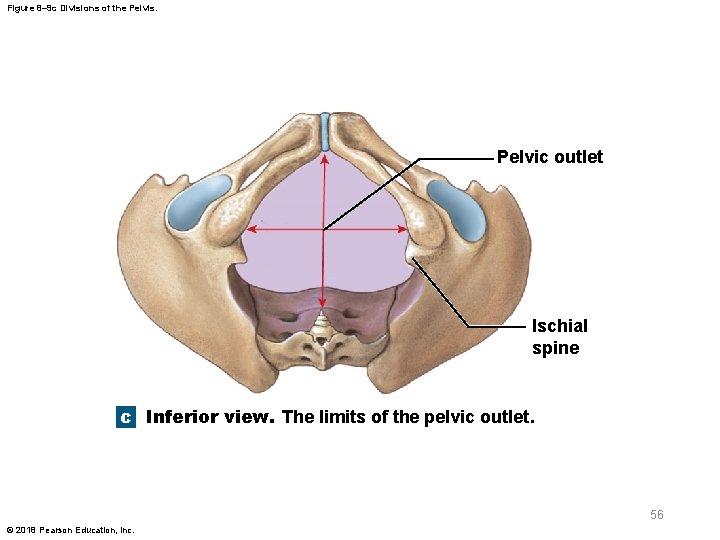 Figure 8– 9 c Divisions of the Pelvis. Pelvic outlet Ischial spine c Inferior