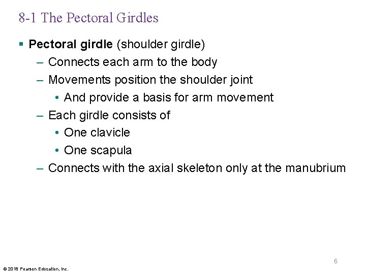 8 -1 The Pectoral Girdles § Pectoral girdle (shoulder girdle) – Connects each arm