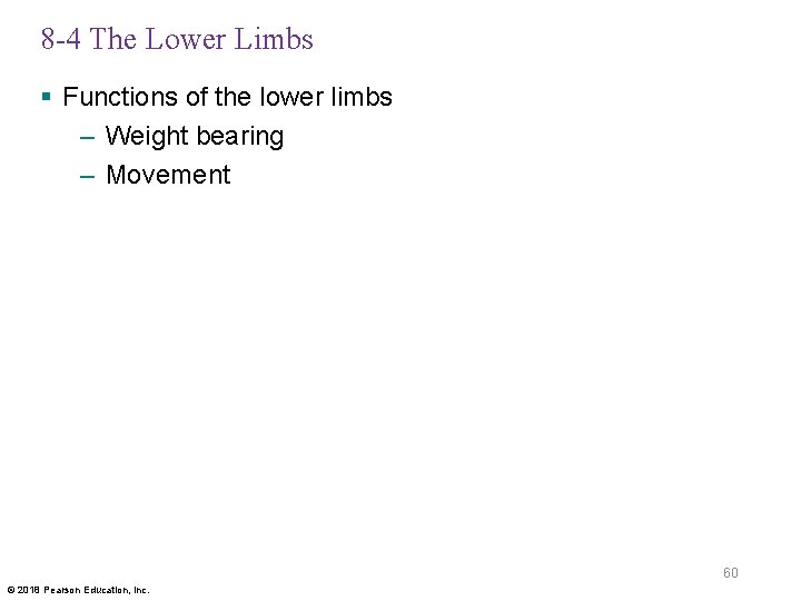 8 -4 The Lower Limbs § Functions of the lower limbs – Weight bearing