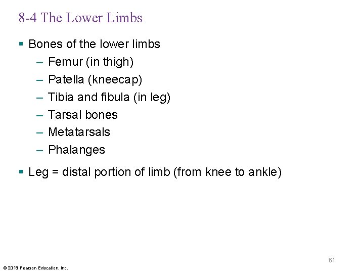 8 -4 The Lower Limbs § Bones of the lower limbs – Femur (in