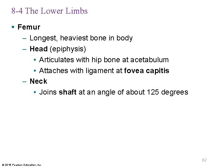 8 -4 The Lower Limbs § Femur – Longest, heaviest bone in body –